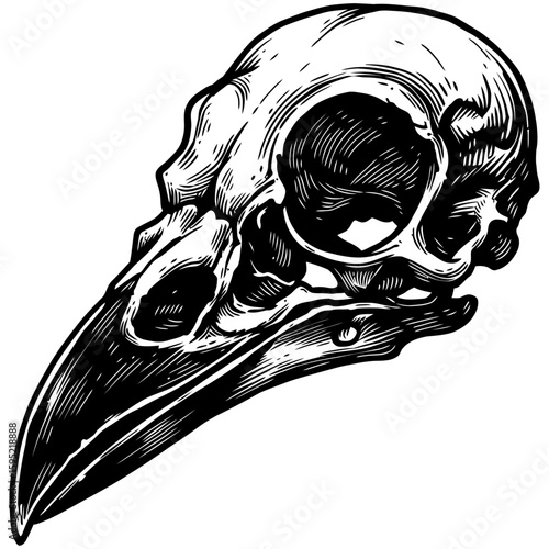 Vintage Vector Illustration of Raven with Exposed Skull – Gothic Bird Art"