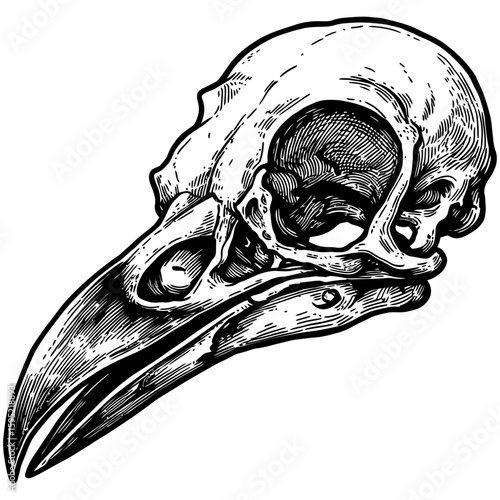 Vintage Vector Illustration of Raven with Exposed Skull – Gothic Bird Art"