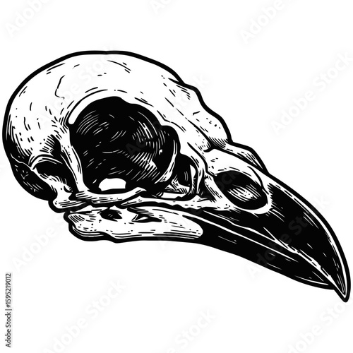 Vintage Vector Illustration of Raven with Exposed Skull – Gothic Bird Art"