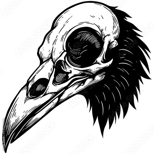 Vintage Vector Illustration of Raven with Exposed Skull – Gothic Bird Art"