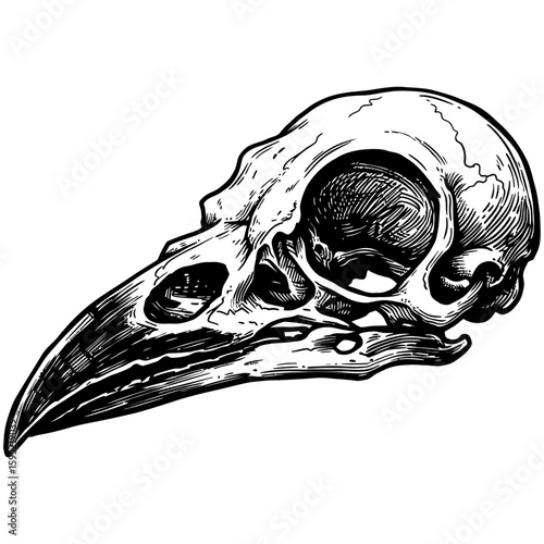Vintage Vector Illustration of Raven with Exposed Skull – Gothic Bird Art"