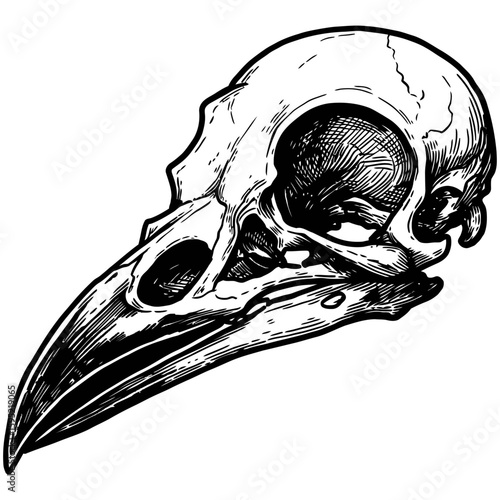 Vintage Vector Illustration of Raven with Exposed Skull – Gothic Bird Art"