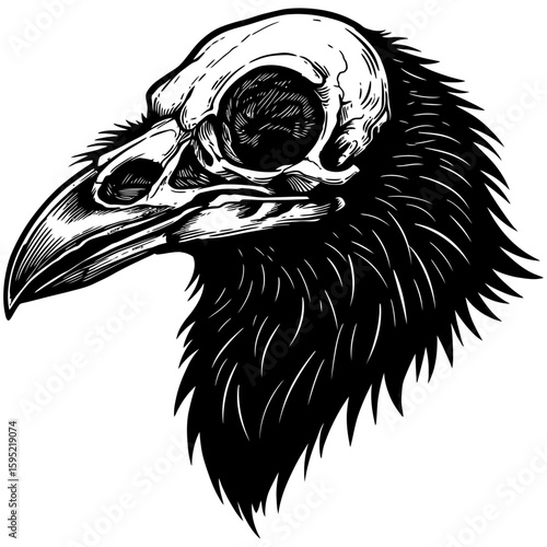 Vintage Vector Illustration of Raven with Exposed Skull – Gothic Bird Art"