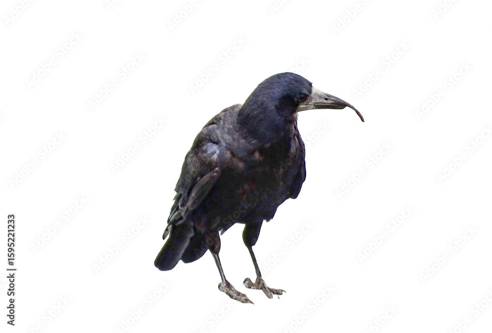 Obraz premium Crow isolated on white background