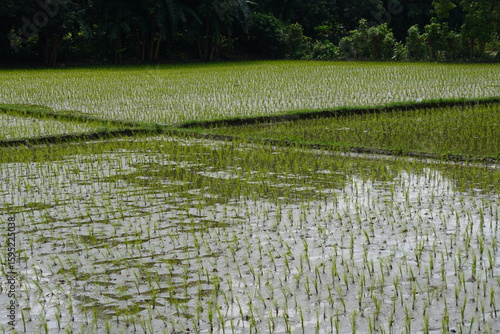 The flooded paddy field with newly planted rice seedlings