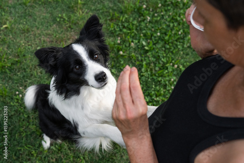 Border collie interacts playfully with owner in green park during sunny afternoon