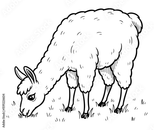 Illustration of a Black and White Llama Grazing on Grass