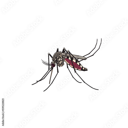 Detailed illustration of a mosquito, showcasing its legs, wings, and proboscis.