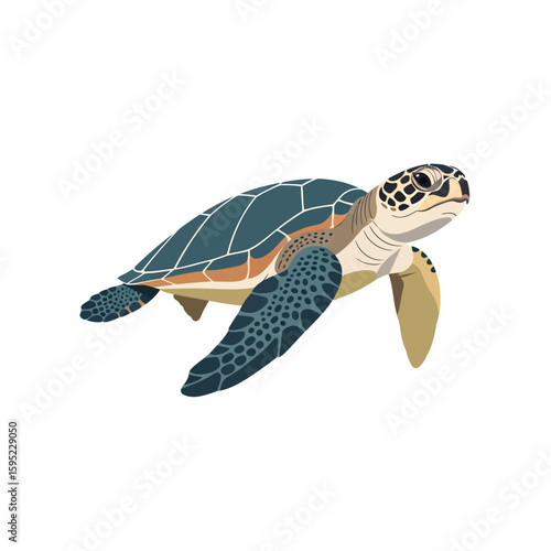 A detailed illustration of a sea turtle swimming with flippers outstretched, isolated on white.