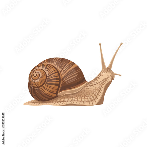 Illustration of a snail with a spiraled shell, crawling across a white background.