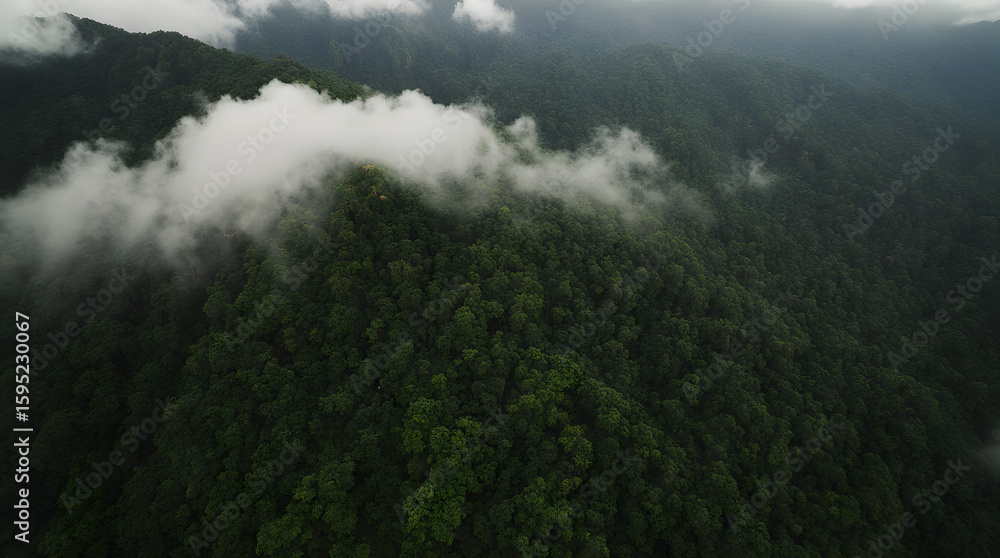 Fototapeta premium Dense green forest covered with mist and low-hanging clouds