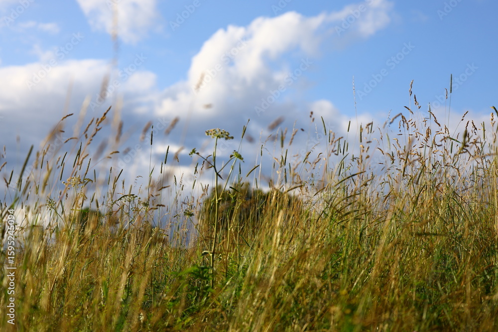 Obraz premium tall blades of uncut meadow grass bending in the wind against a background of blue sky and white flowing clouds