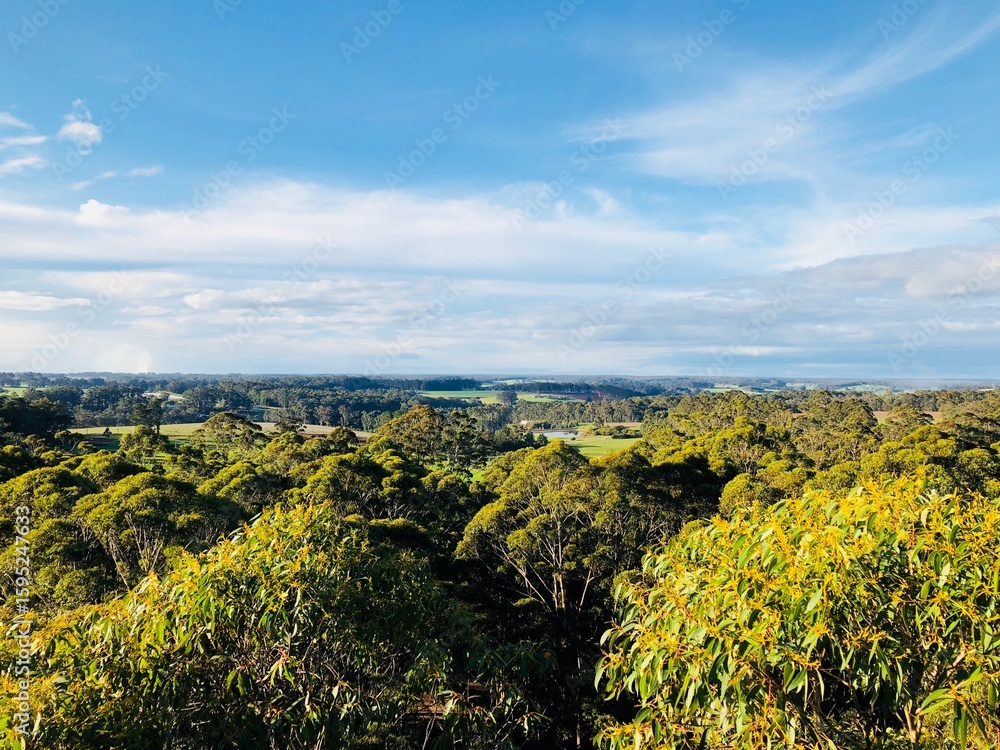 Obraz premium Vue au-dessus de la canopée des arbres en Australie