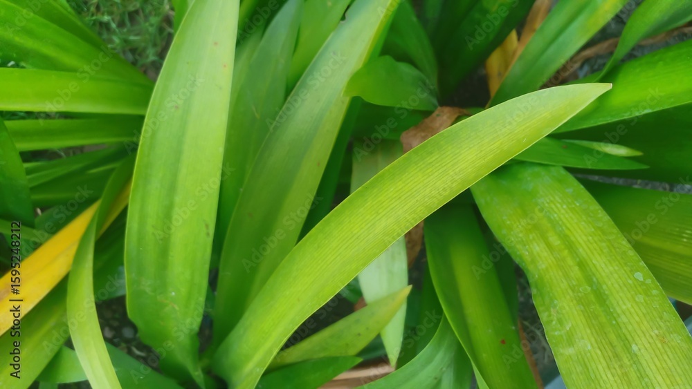 Fototapeta premium Close-up of fresh, bright green pandan leaves, perfect for cooking and herbal use. background, leaf texture