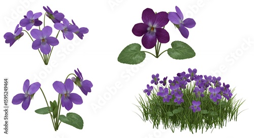 Purple viola flowers isolated botanical illustration