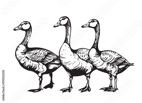 Animal Goose bird nature