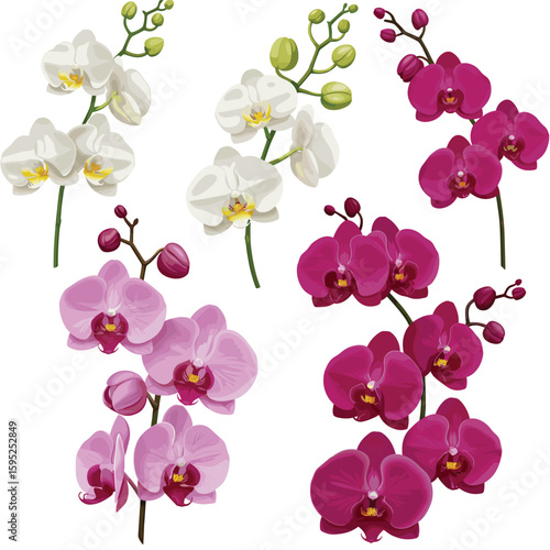 3d realistic vector illustration. Colorful orchid stems in white, pink color. Isolated on white background.