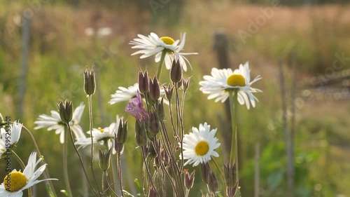 Flowers in the wind