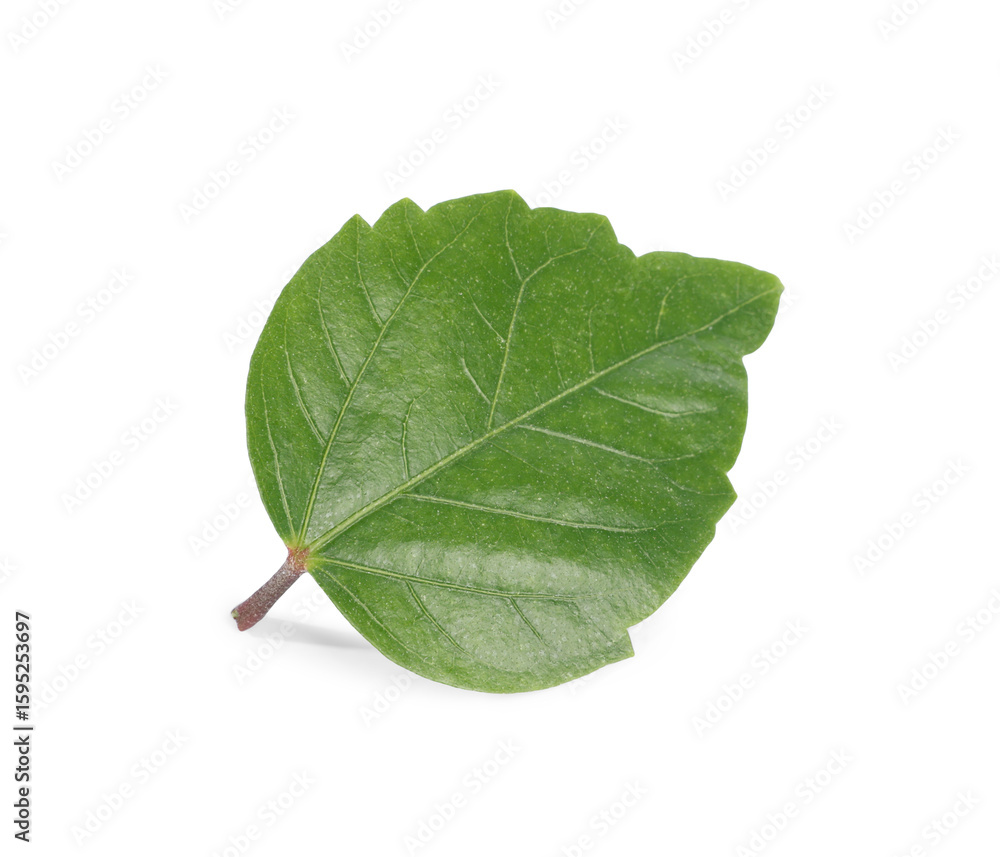 Fototapeta premium Leaf of hibiscus plant isolated on white