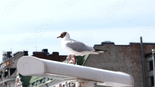 Black headed gull