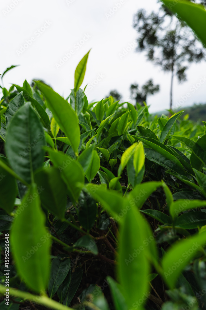 Obraz premium Close-up of fresh green tea leaves growing in a lush Indian tea garden, symbolizing purity, freshness, and organic farming.