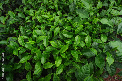Close-up of fresh green tea leaves growing in a lush Indian tea garden, symbolizing purity, freshness, and organic farming.

