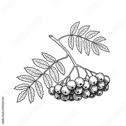 Illustration of rowan branch with berries and leaves in black and white on transparent background  