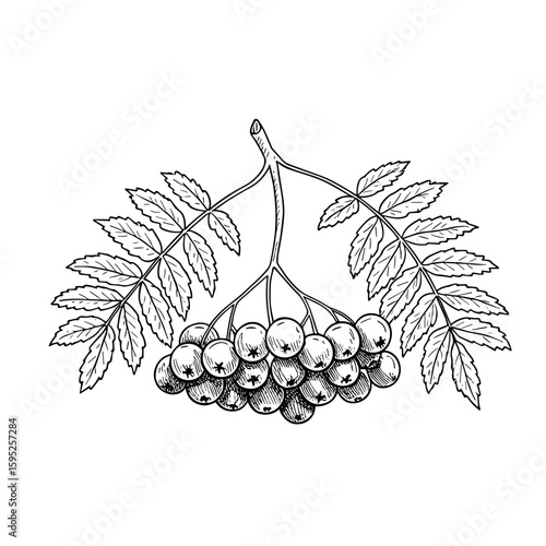 Rowans with green leaves and berries in detailed illustration on transparent background  