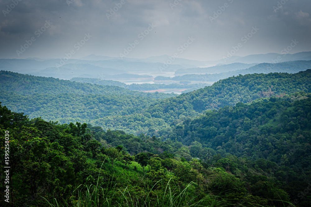 Obraz premium Dense green forest landscape of Idukki Wildlife Sanctuary captured during monsoon in Kerala, India. 
