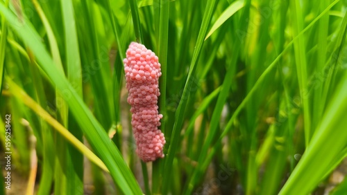 Pink snail eggs are attached to green soft rice.