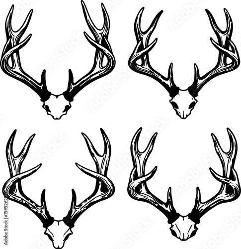 Detailed hand drawn illustrations of four majestic deer antlers and skulls