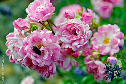 Wallpaper Mural Rosenzeit Torontodigital.ca