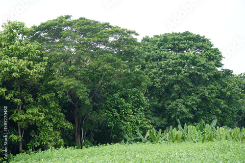 Several big trees are surrounded the entire agricultural field