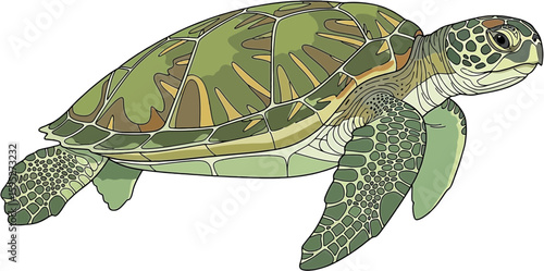 Detailed Illustration of a Green Sea Turtle Swimming in Natural Habitat