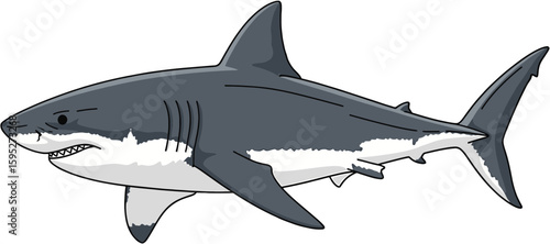 Graphic Illustration of a Great White Shark in Side View Highlighting Distinctive Features