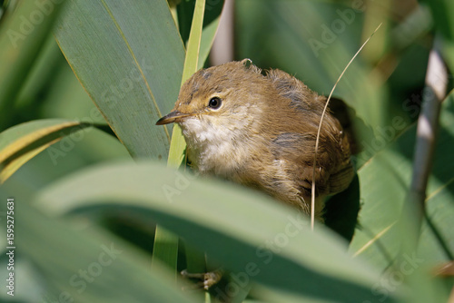 spotted flycatcher while hunts in a thick reed bed