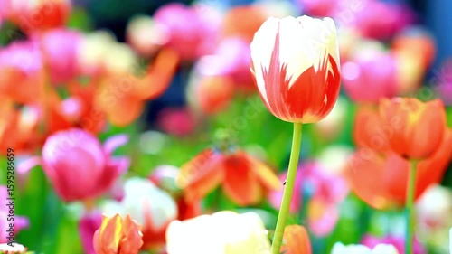 A vibrant tulip blooms amidst a colorful flower garden in springtime