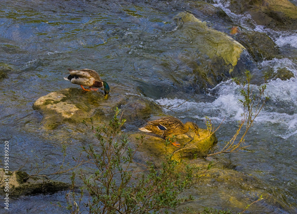 Fototapeta premium A couple of ducks in the river.