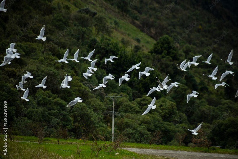 Parque Nacional Cajas en la Provincia de Azuay en Cueca, Ecuador. Una especie de paramo con diversidad de animales, senderos que atraviesan bosques nubosos de hoja perenne y sus cientos de lagunas. Parque Nacional Cajas en la Provincia de Azuay en Cueca, Ecuador. Una especie de paramo con diversidad de animales, senderos que atraviesan bosques nubosos de hoja perenne y sus cientos de lagunas.