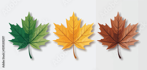 Three maple leaves showing seasonal color change