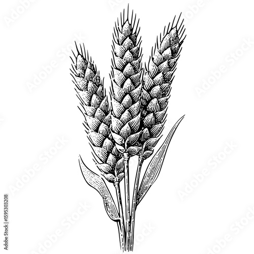 Wheat sheaf with detailed botanical engravings