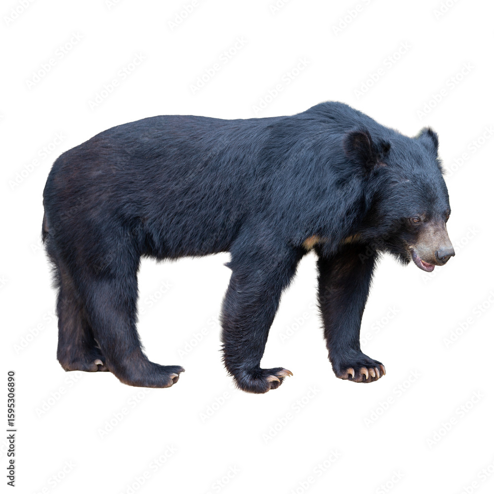 Fototapeta premium Black bear isolated on white background. Clipping path included for easy extraction.
