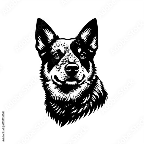 Australian cattle dog head illustration