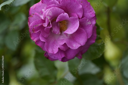 Wallpaper Mural quantum valentine roses on different scales and close-ups Torontodigital.ca