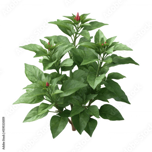 A vibrant green plant with budding red flowers, capturing the essence of nature's beauty and growth against a white isolated background.