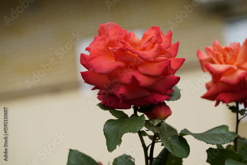 Wallpaper Mural quantum valentine roses on different scales and close-ups Torontodigital.ca