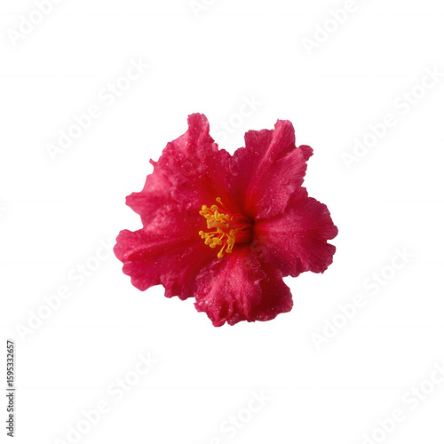 A vibrant pink flower with delicate petals and a yellow center, isolated on a white background, perfect for use in botanical designs and nature-themed projects.