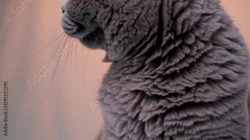 Studio portrait of Scottish Fold cat against colorful backdrop