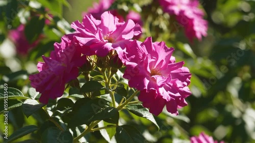 blooming pink Helianthemum rock rose, also referred to as sun rose, showcasing its vibrant petals
