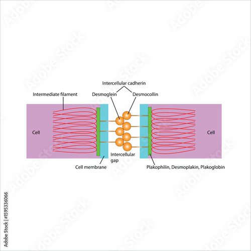 Desmosome structure Cell-to-cell adhesion mechanism